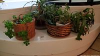 Four live potted plants arranged on a white surface near a window, showing overall lot contents.