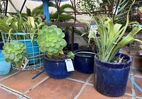 Photo of three blue glazed pots placed on a tiled surface with two containing succulents and one empty or with soil only