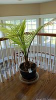Full view of the live palm plant in ceramic pot on wooden floor with stair railing background.