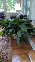 Overall view of the large live green plant with abundant leaves in the decorative ceramic pot, positioned on a wooden floor near a window with natural light illuminating the area.