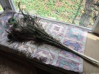 Overview photo of the full set of 24 peacock feathers laid out on a surface near a window showing their length and colors.