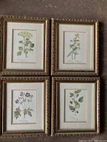Four floral framed prints arranged closely showing frames and botanical illustrations well.
