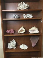 Full view of wooden shelving with all coral and seashell items arranged across four shelves.