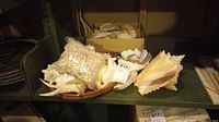 Photo showing a woven bowl containing large sea shells including a conch shell, a clear bag with numerous tiny white miniature shells, and a cardboard box with additional shells.