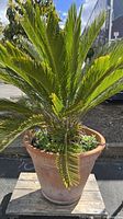 Front view showing full green foliage of Mexican fan palm in terra-cotta pot with visible wear and outdoor ground surface.