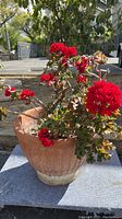 Red geranium plant with red flower clusters in terra-cotta pot