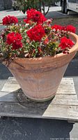 Close up side view of red geranium plant in weathered clay/terra-cotta pot on wooden pallet outdoors.