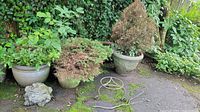 Photo showing three outdoor planters with plants, varying from green to dried, a decorative frog statue on the ground, and a metal plant stand frame.