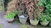 Photo showing 5 outdoor planters with soil and mixed condition plants including green leafy and dried brown foliage, all placed outdoors near a fence with some moss on the ground.