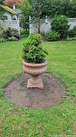 Photo of terracotta urn planter outdoors on soil patch with green shrub inside.