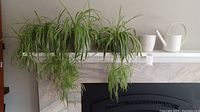 Three spider plants on a white ceramic pot placed on a ledge.