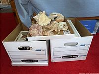 Two bankers boxes filled with assorted large seashells on red carpet