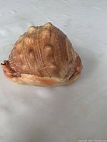 Image showing the side profile of the large conch shell highlighting its textured ridges and warm brown tones.