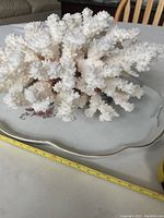 Close-up showing detailed texture of white coral finger tree on the porcelain tray, ruler for size reference.