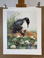 Full view of the lithograph showing the common loon with chicks among water lilies.