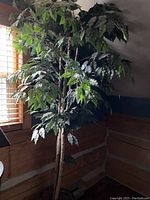 Full view of the artificial Ficus plant near a window showing its height and leaf density.