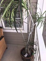 Close-up photo showing multiple slender, light gray trunks in the decorative pot.