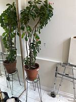 Side view of tall leafy plant in terracotta pot atop black metal plant stand with reflection in mirror showing full height.