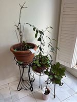 Four potted plants on three ornate black metal stands of varying heights including one terracotta pot with a tall, leafless plant and other green plants in pots.