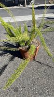Long fern in terra-cotta clay pot, showing side angle with extended fronds and clay pot details.