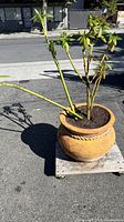 Overall view of large mature green leafy plant in terra-cotta pot on wooden platform outdoors.