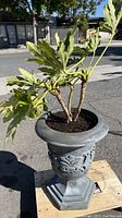 Photo of mature plant with lobed leaves in ornate gray plastic pot on pedestal base, shown outdoors on pallet.
