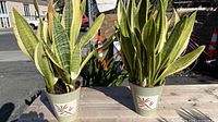 Two mature snake plants in matching hand painted and glazed ceramic pots set outdoors on wooden surface, visible background includes street and miscellaneous outdoor objects.