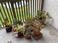 Group of 7 succulents and 2 other potted plants arranged on patio floor.