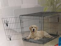 Wire pet cage with open front doors and a dog inside showing the cage size and design