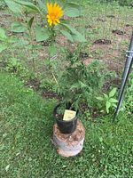 Photo of a potted cedar tree approximately 2 feet tall, shown outdoors on a tree stump with green leaves. The tree is in a black pot with a yellow lot card labeled 92.
