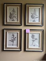 Four framed botanical prints hung on wall, showing overall condition and display setup.