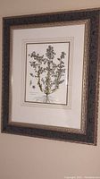 Photo of one framed botanical print with dark brown embossed frame and cream mat showing a plant with small clustered leaves and purple flowers