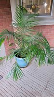Photo of a potted palm plant approximately 140cm tall on a light-colored wooden deck in front of a window and brick wall