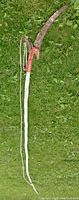 Full length view of the extendable tree pruner saw and clipper laid on grass, showing the long white pole, red handle, and saw blade.