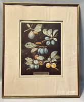 Full view of antique framed etching by G. Brockshaw showing botanical fruit illustration with multiple fruits and leaves on branches, set in a gold frame with cream mat.