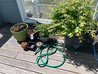 Image showing the big maple tree in a dark grey pot, a short green garden hose coiled on the ground, and various other plant pots with plants in differing health conditions.
