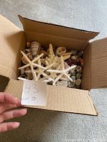 Box showing a variety of sea shells and white starfish inside the box from above.