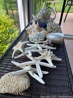 Photo of various white starfish, coral pieces, and large seashells on a black table.