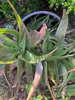 Top view of the Aloe Vera plant showing mature leaves with some damage and multiple starter plants growing around it.