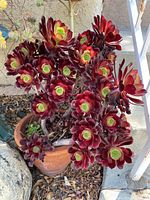 Clay pot with large Aeonium succulent plant with vibrant dark reddish-purple leaves and green centers, placed outdoors on concrete beside a white chair and near a small rock garden.