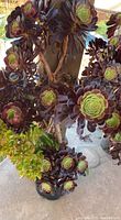 Full view of the planter showing large succulents with dark purple rosettes and green centers, along with green jade plant leaves