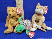 Three vintage Ty Beanie Babies plush toys placed together with ruler for size reference, showing Teddy bear, Zoom turtle, and Mattie cougar all with Ty tags intact.