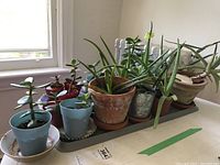 Wide view showing 6 Aloe Vera plants and 2 Rubber plants in various pots on a green tray on a table.