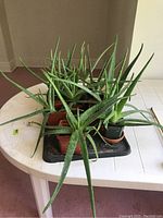 10 aloe vera plants in small terracotta pots on a black tray, displayed on a white table.
