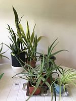 Seven potted plants including four Aloe Vera, two Snake Plants, and one Spider Plant, shown on table against plain wall.