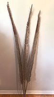 Front view of three long, narrow boho-style palm leaflets with serrated edges and natural earth tones.