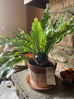 Handmade ceramic pot with a green plant and decorative spherical object, shown from front angle.