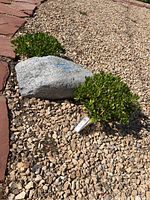 Natural stone surrounded by small gravel with a succulent plant nearby, stone marked with blue paint.