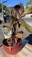Tropicana Black plant with large dark purple leaves showing leaf texture and outdoor wear conditions, potted in a red terra-cotta planter.