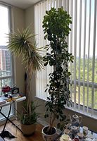 Two large houseplants located near window blinds with city view outside. Dracaena plant with long spiky leaves in plastic pot and broad leafed Dwarf Umbrella Tree in ceramic pot visible.